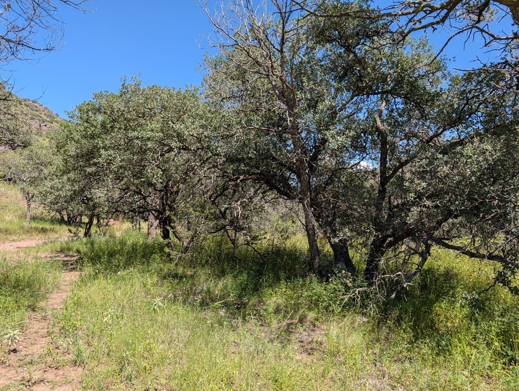 6.44 acres in Jeff Davis County gallery image 4