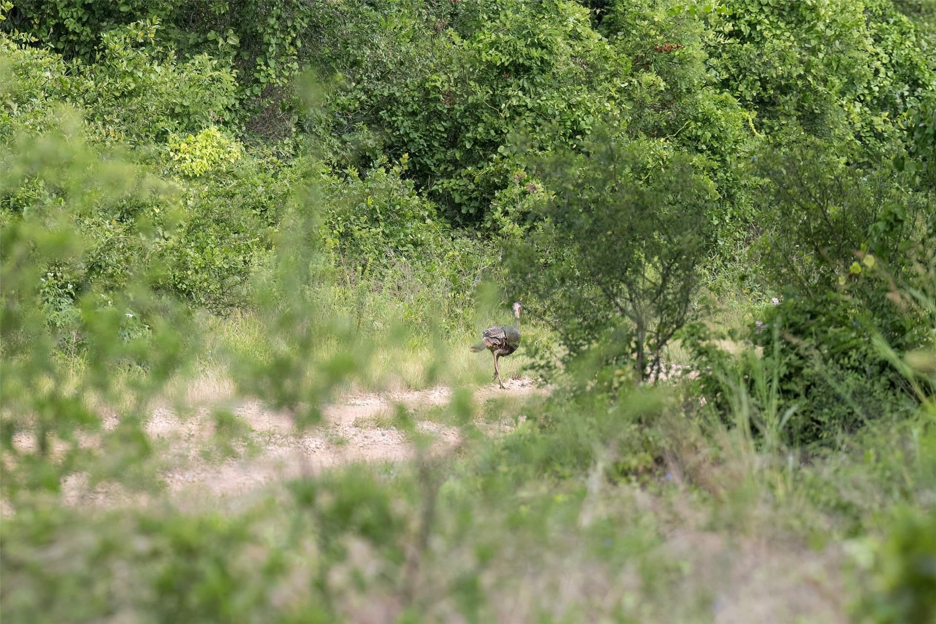 54 acres in Jack County - photo 36