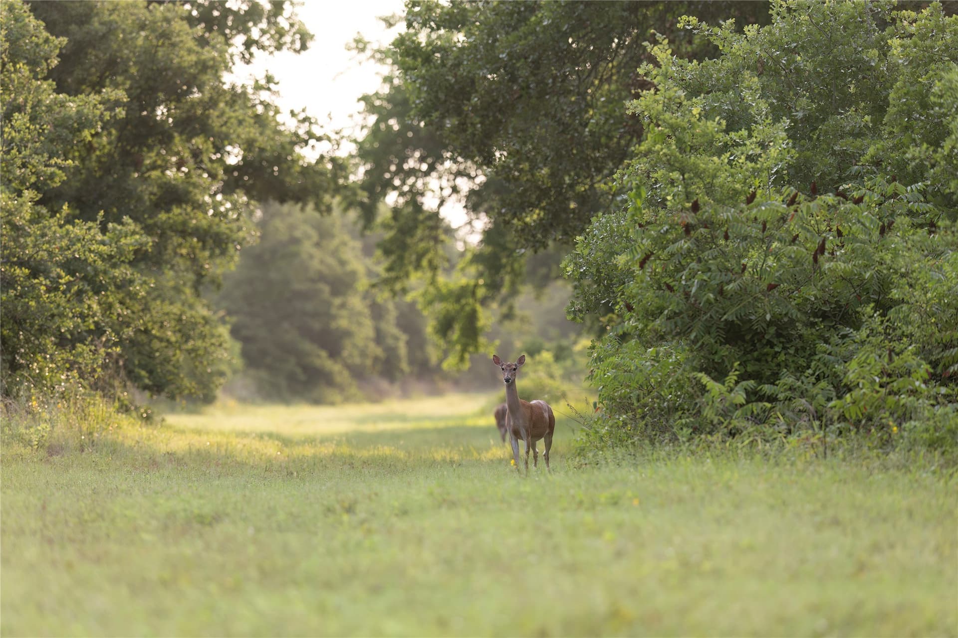 54 acres in Jack County - photo 2