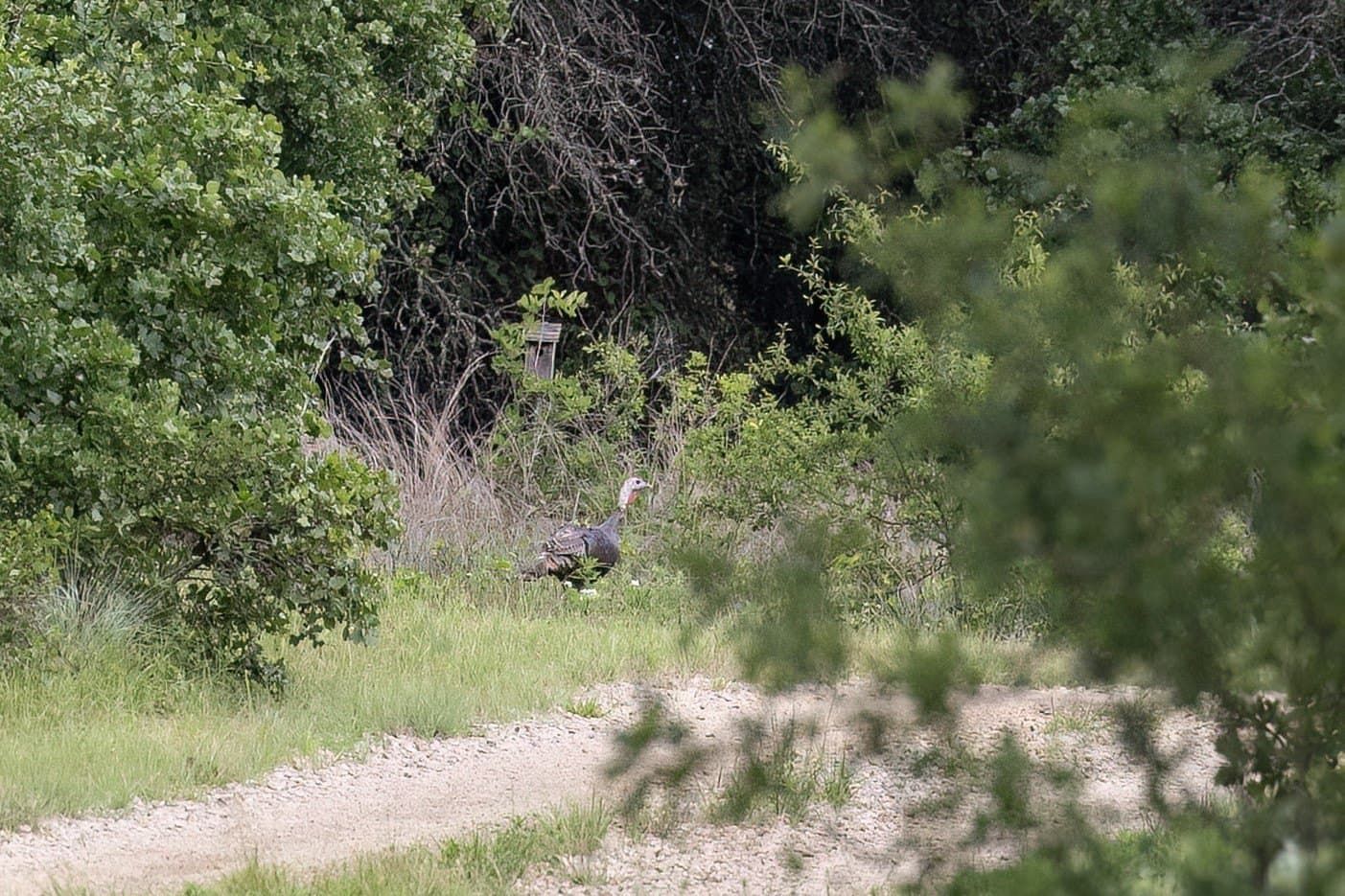 54 acres in Jack County - photo 39