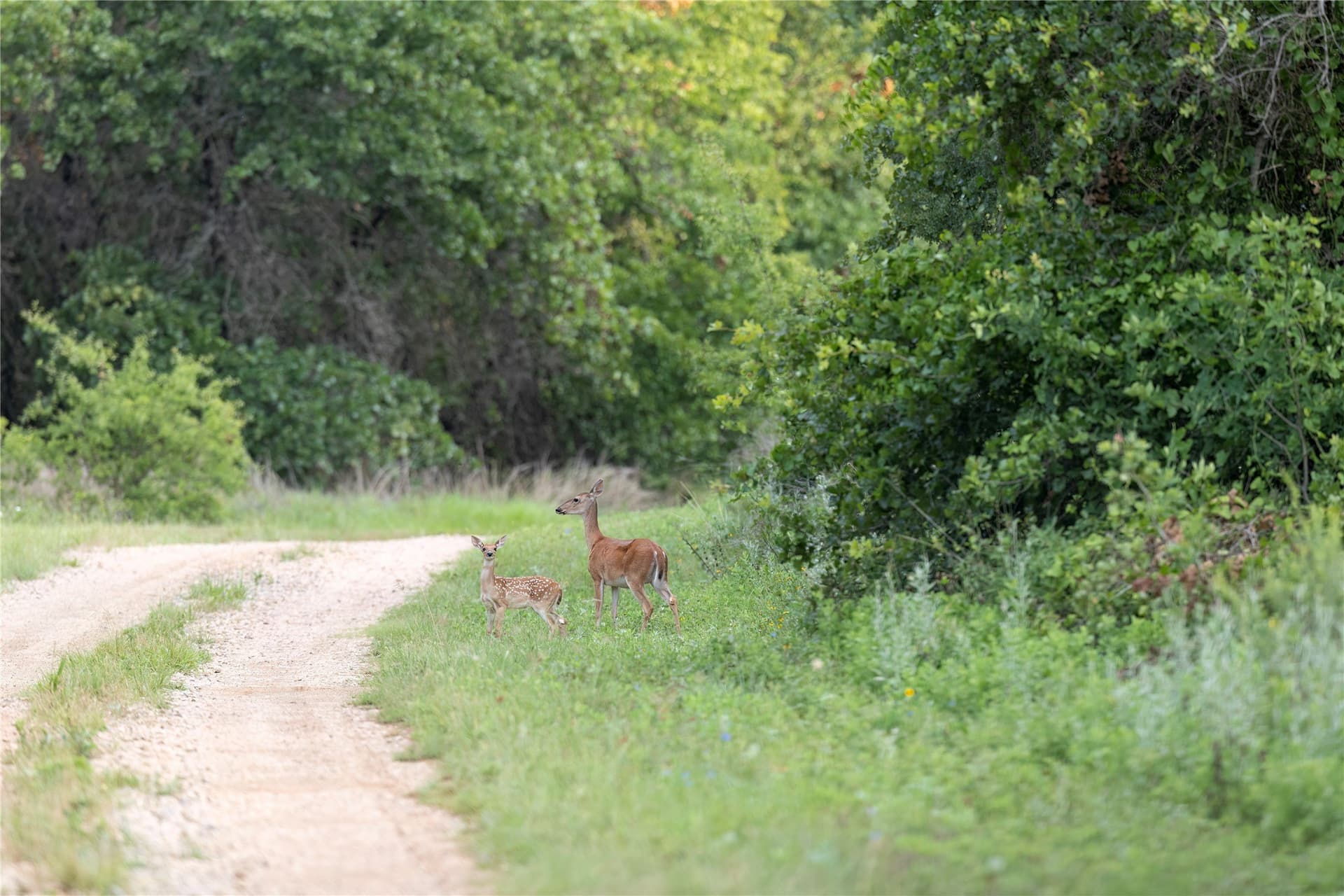 54 acres in Jack County - photo 37