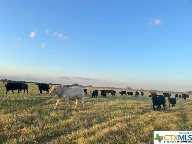 78.96 acres in Milam County featured view