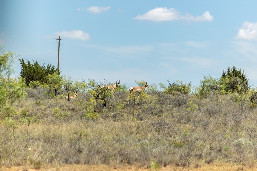 4,645.8 acres in Borden County - photo 51