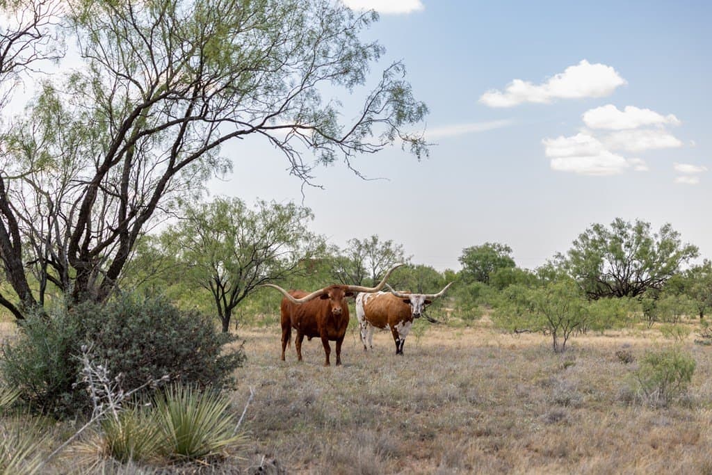 4,645.8 acres in Borden County - photo 29