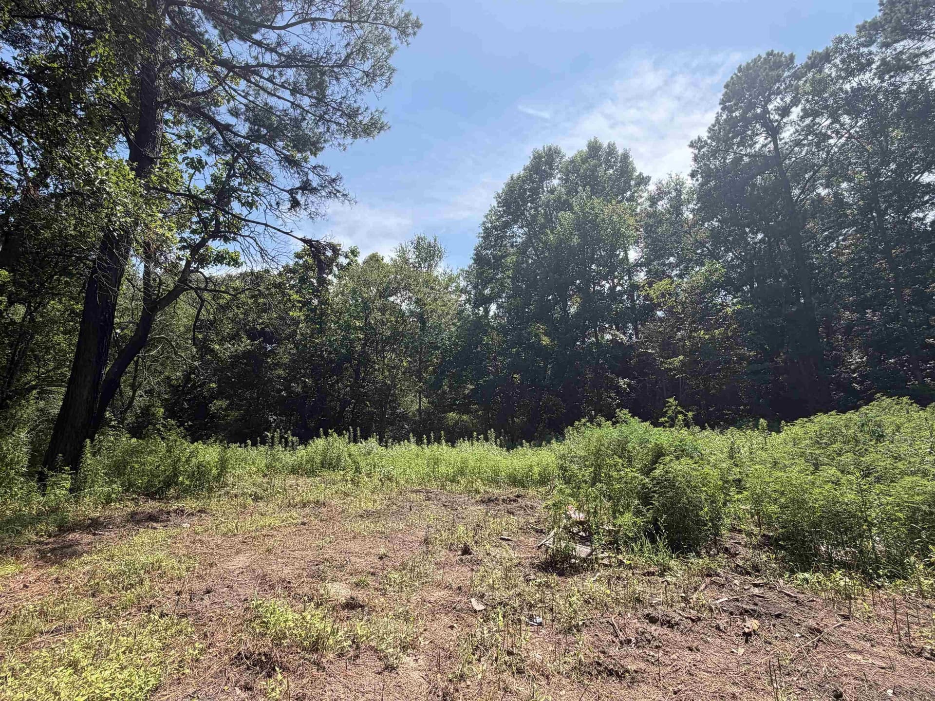 4 acres in Texas County featured view