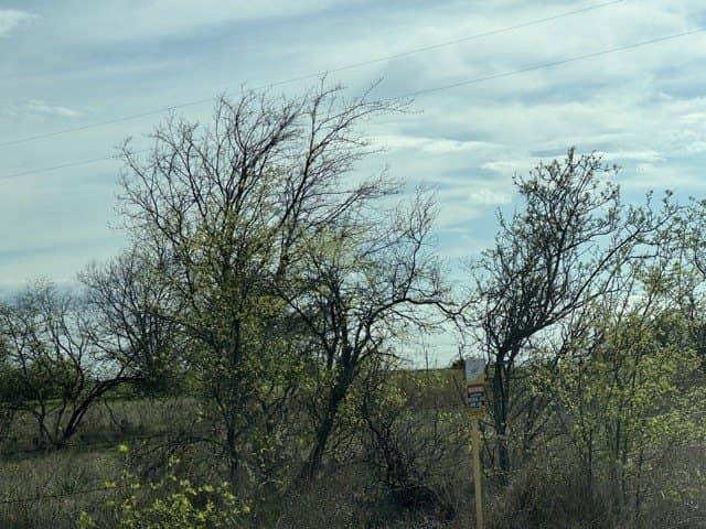 23.34 acres in Wise County gallery image 3