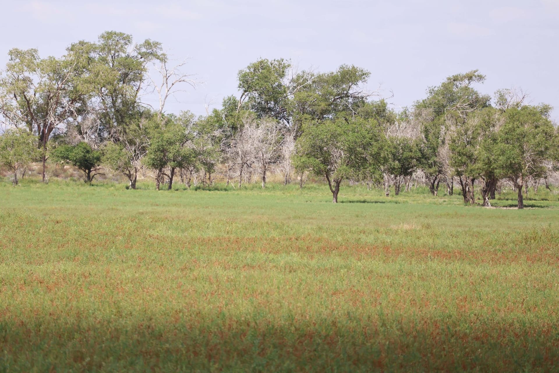 50 acres in Bailey County gallery image 4