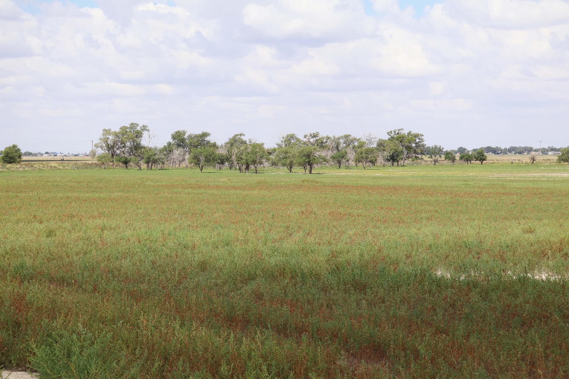 50 acres in Bailey County - photo 6