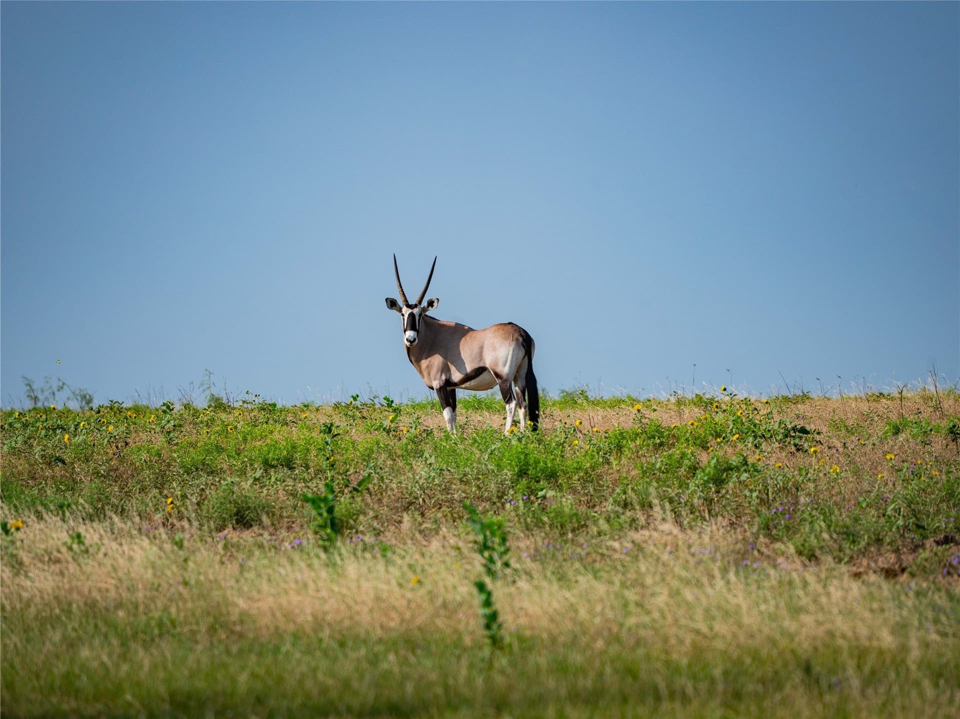 476 acres in Comanche County - photo 4
