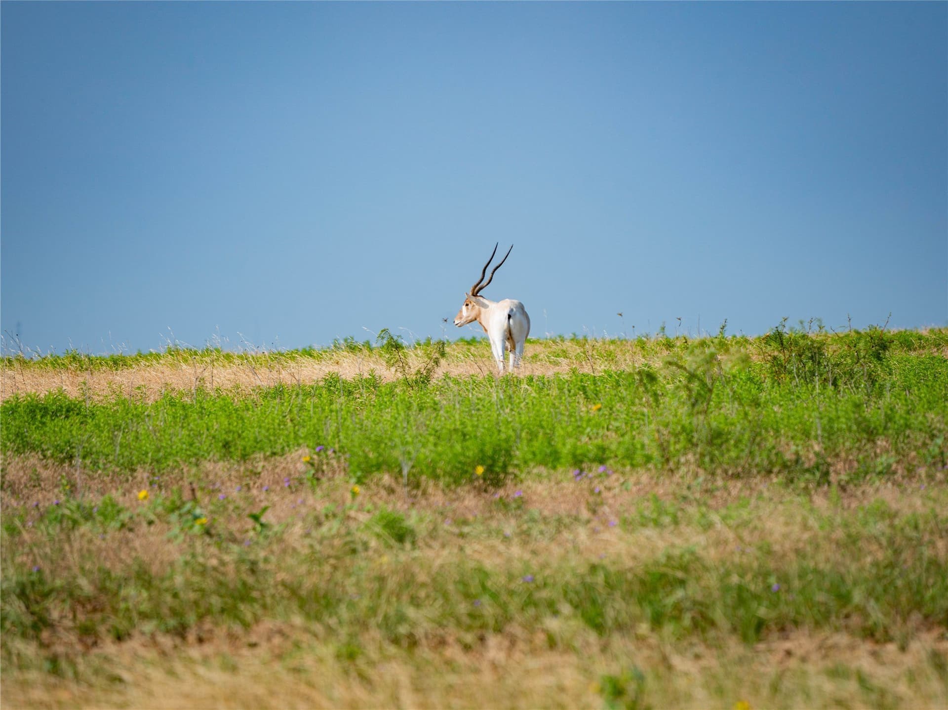 476 acres in Comanche County - photo 37