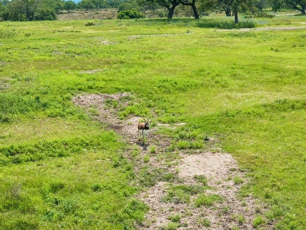 12.33 acres in Gillespie County - photo 21