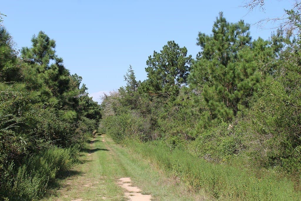 0.29 acres in Waller County gallery image 4