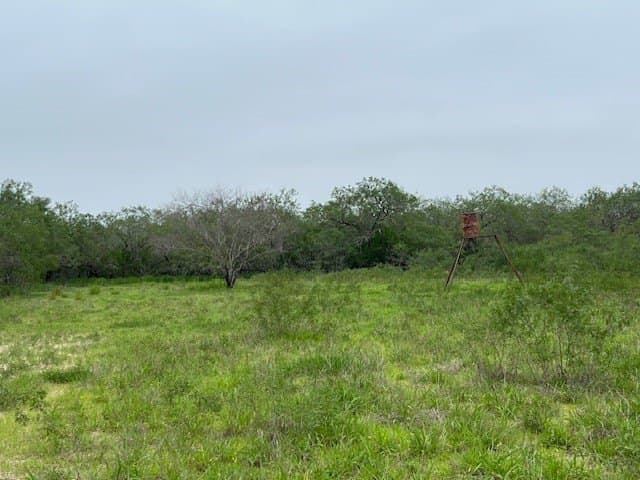 78.34 acres in Brooks County gallery image 3
