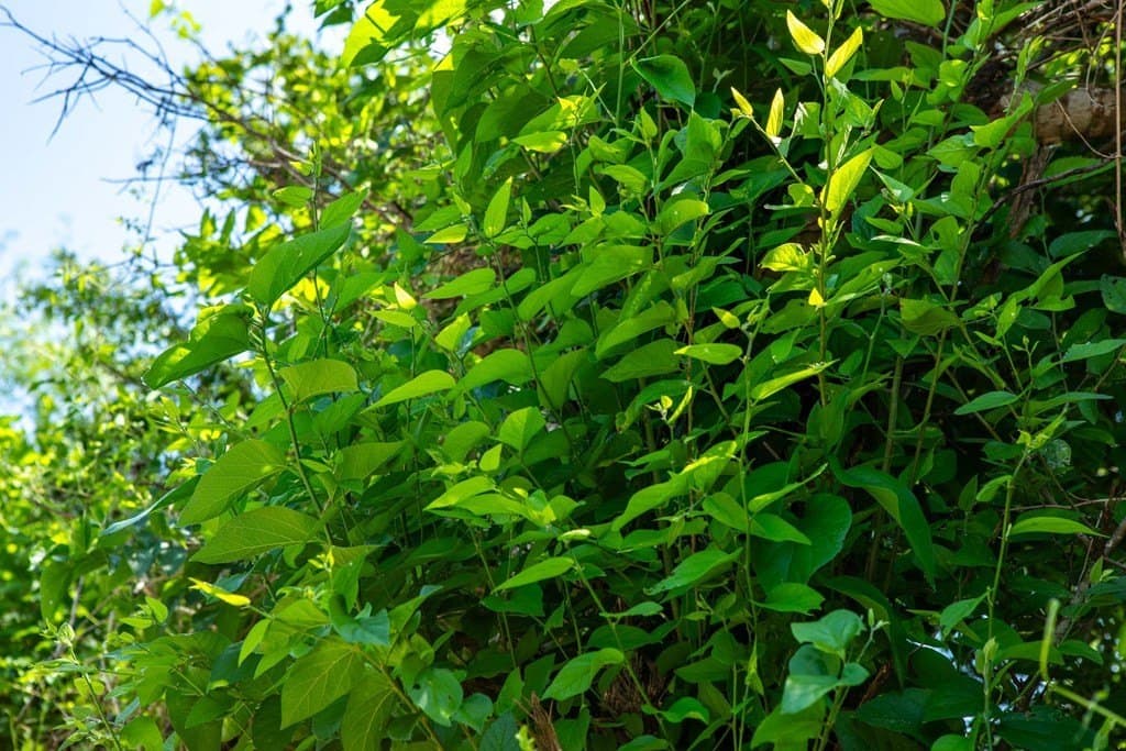 11 acres in Bee County gallery image 4