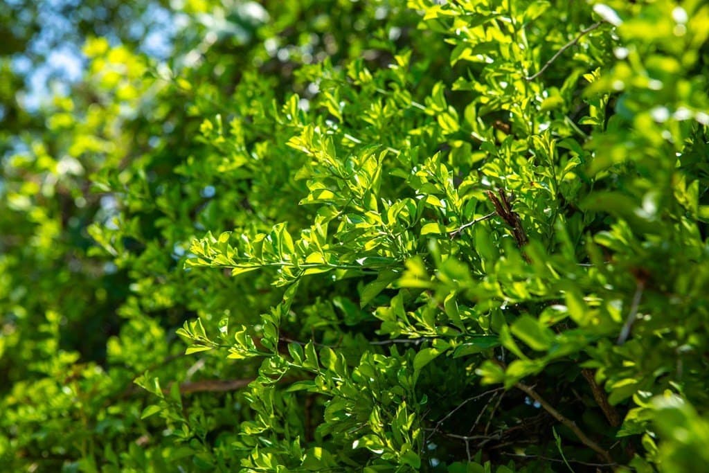 11 acres in Bee County featured view