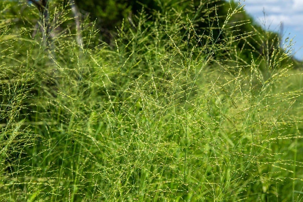 11 acres in Bee County gallery image 3