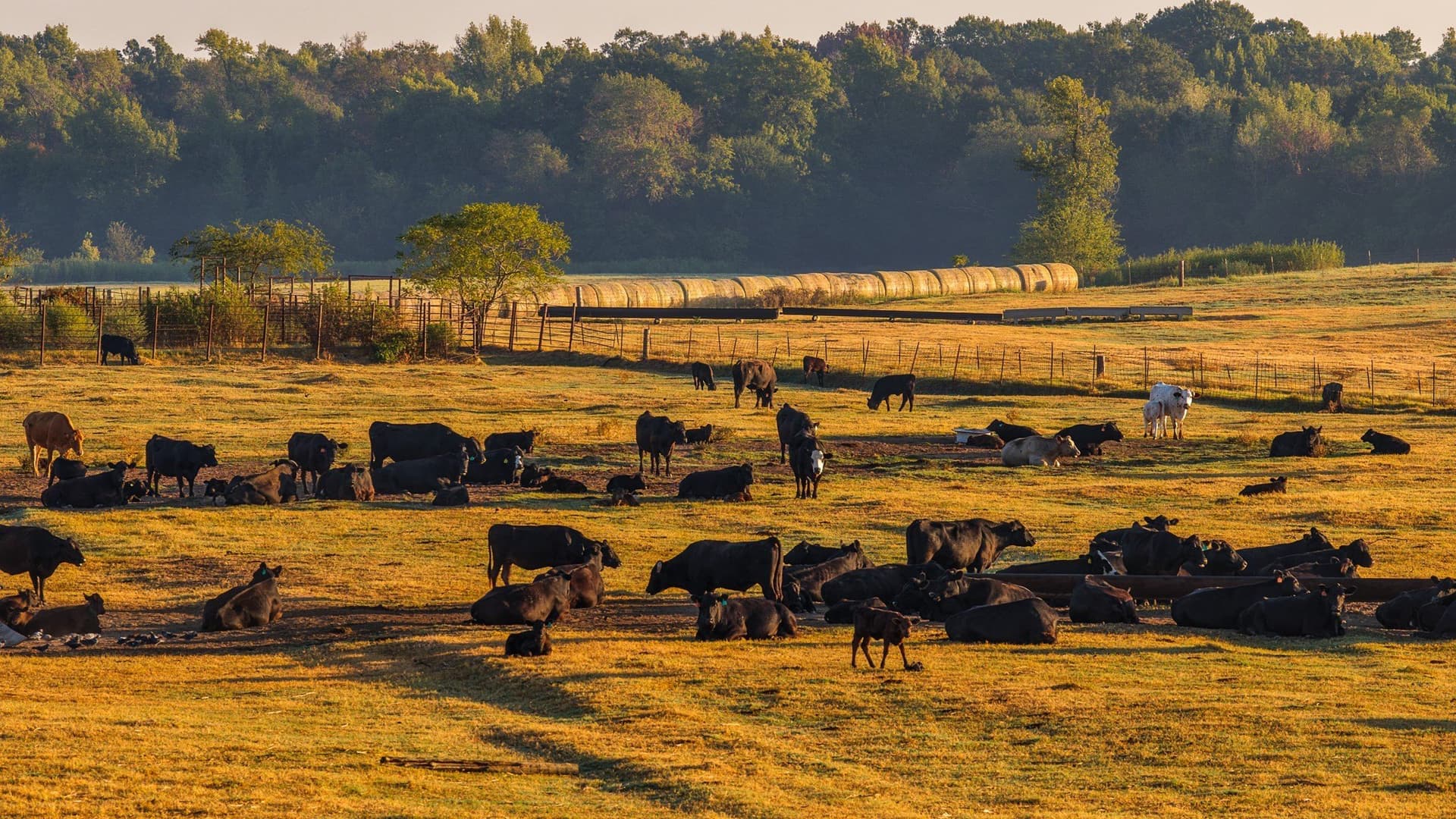 1,017.73 acres in Hopkins County - photo 29