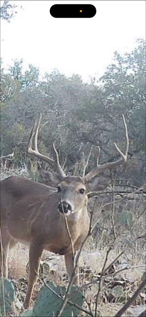 25.81 acres in Schleicher County