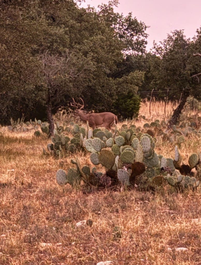 25.81 acres in Schleicher County gallery image 3