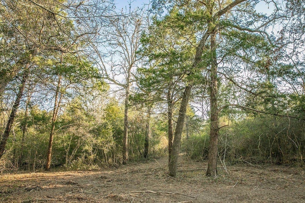 3.5 acres in Austin County gallery image 2