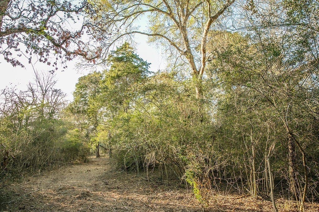 3.5 acres in Austin County gallery image 4