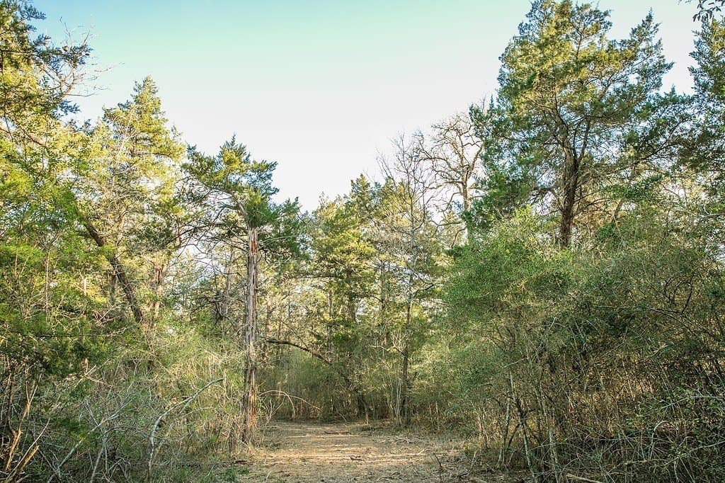 3.5 acres in Austin County gallery image 3