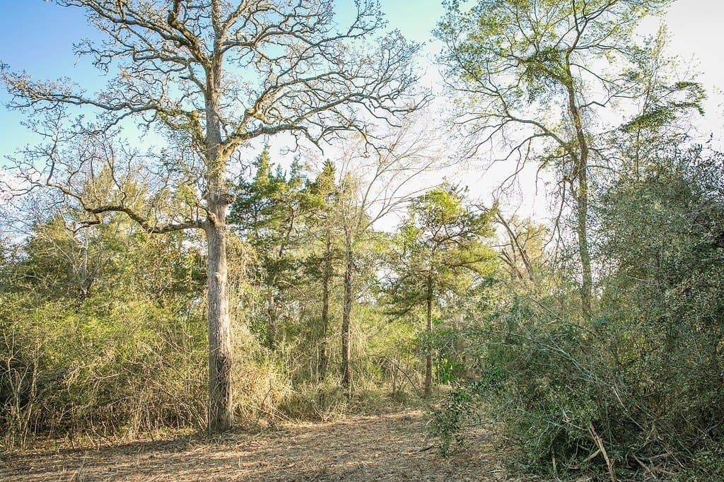 3.5 acres in Austin County featured view