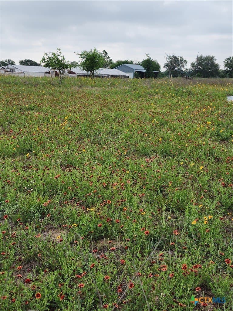 5 acres in Wilson County gallery image 4