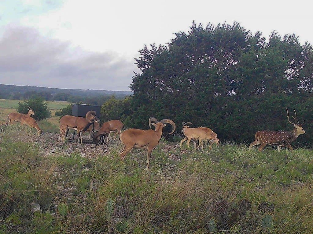 38.33 acres in Kimble County - photo 29