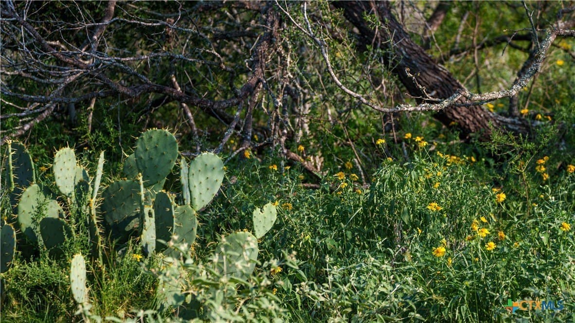 27 acres in Atascosa County gallery image 2