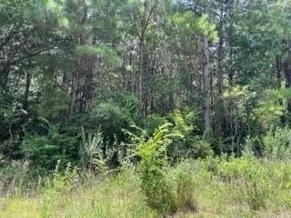 6 acres in Camp County - photo 3