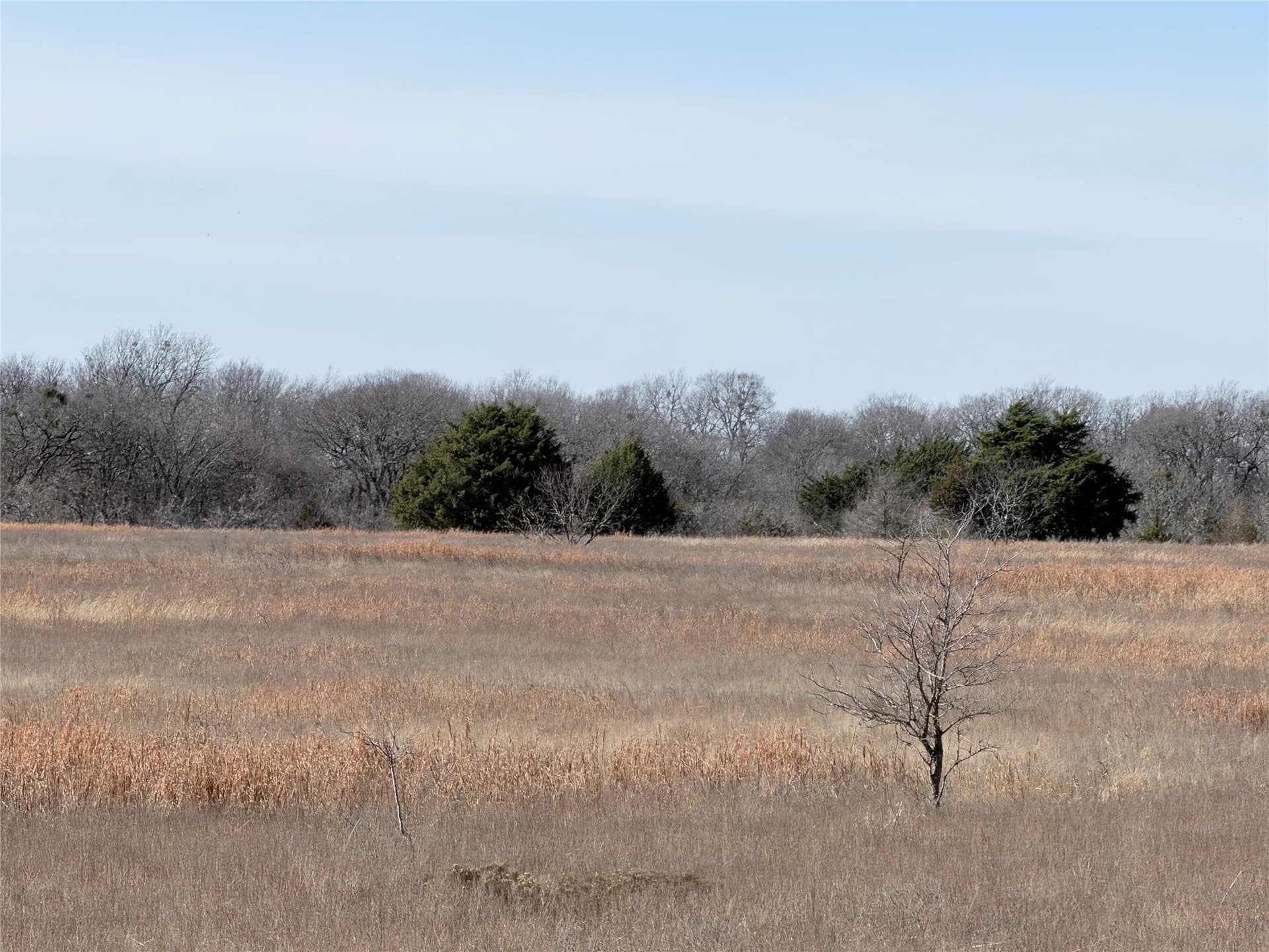 40.13 acres in Navarro County gallery image 3