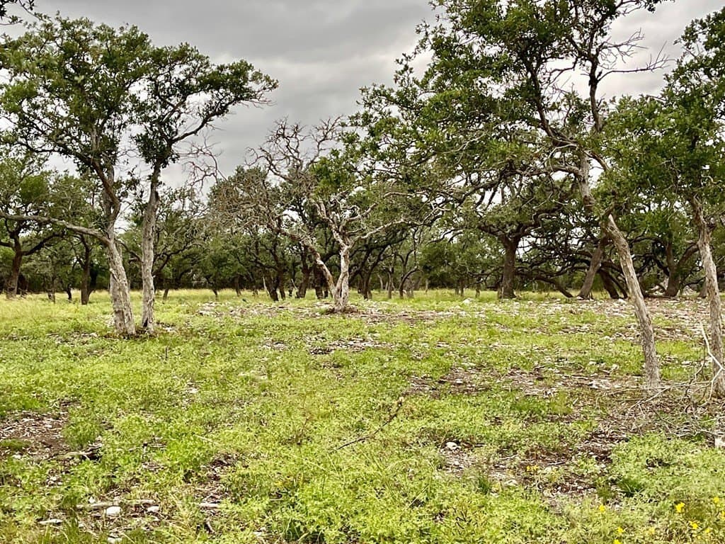 10.02 acres in Gillespie County gallery image 3