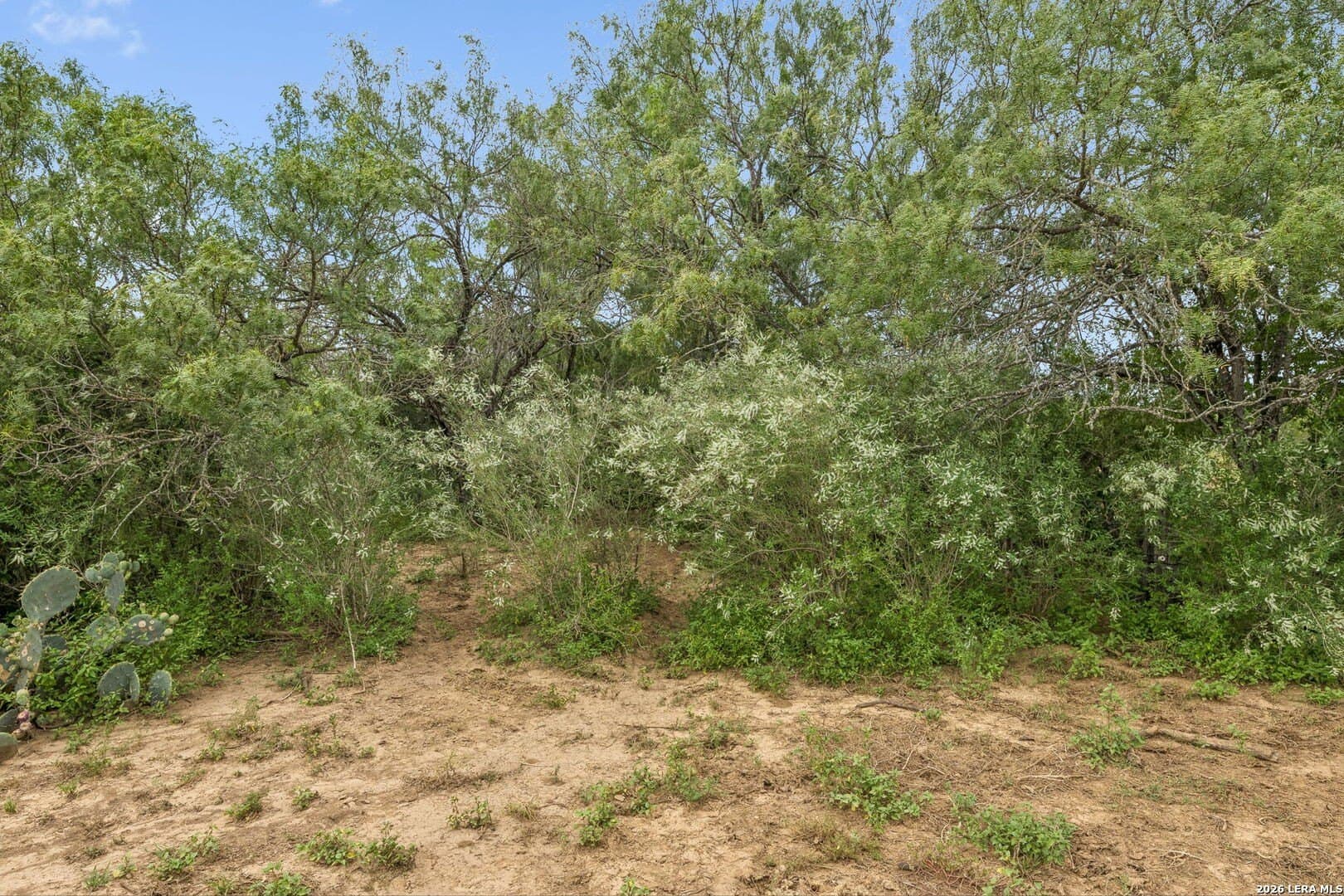 17.43 acres in Bexar County gallery image 4