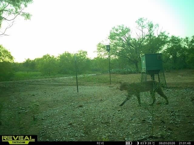127 acres in Coleman County - photo 17