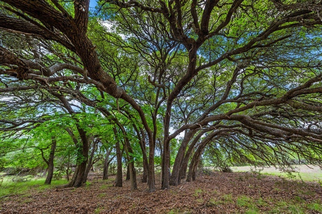23.95 acres in Gillespie County - photo 14