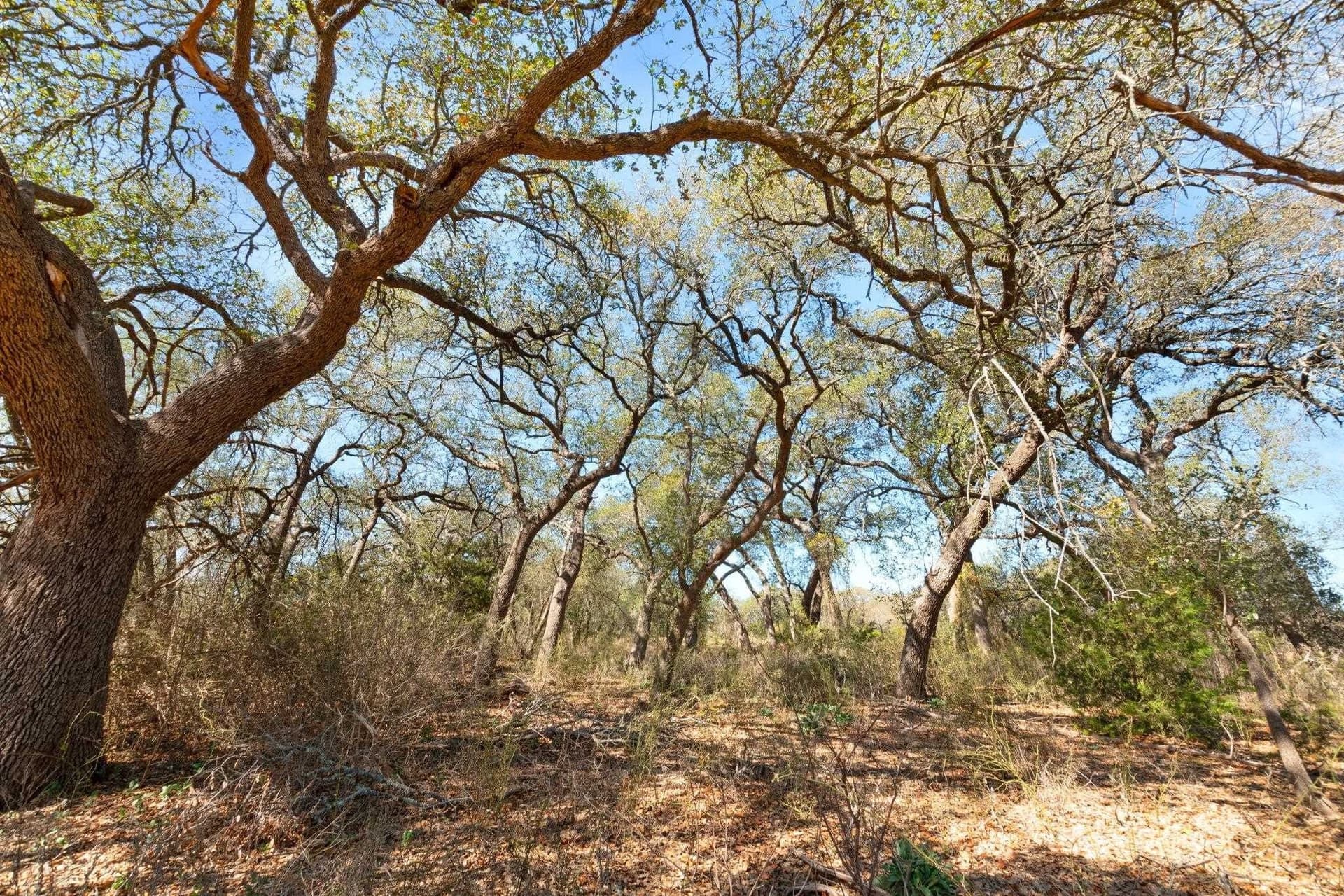 19.14 acres in Burnet County gallery image 4