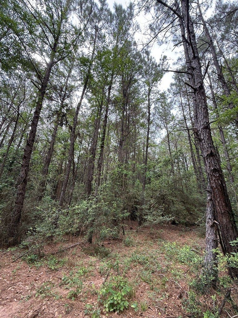 19.5 acres in Texas County - photo 9