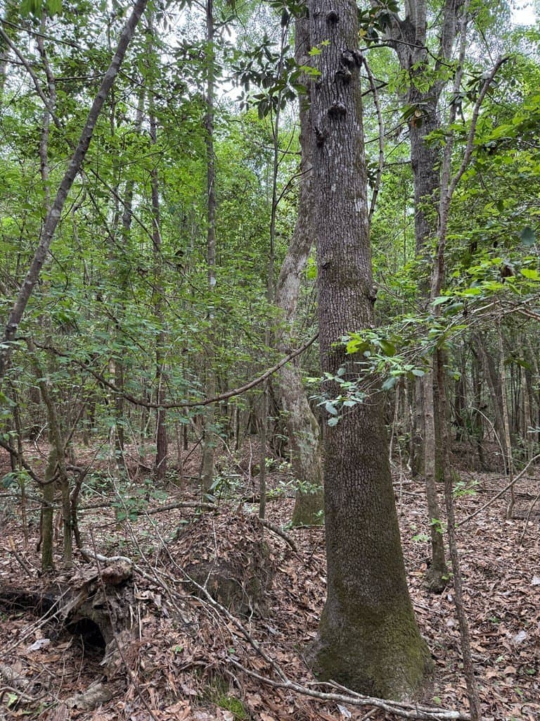 19.5 acres in Texas County - photo 6