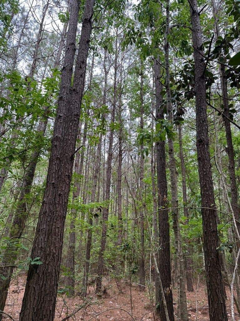 19.5 acres in Texas County - photo 7