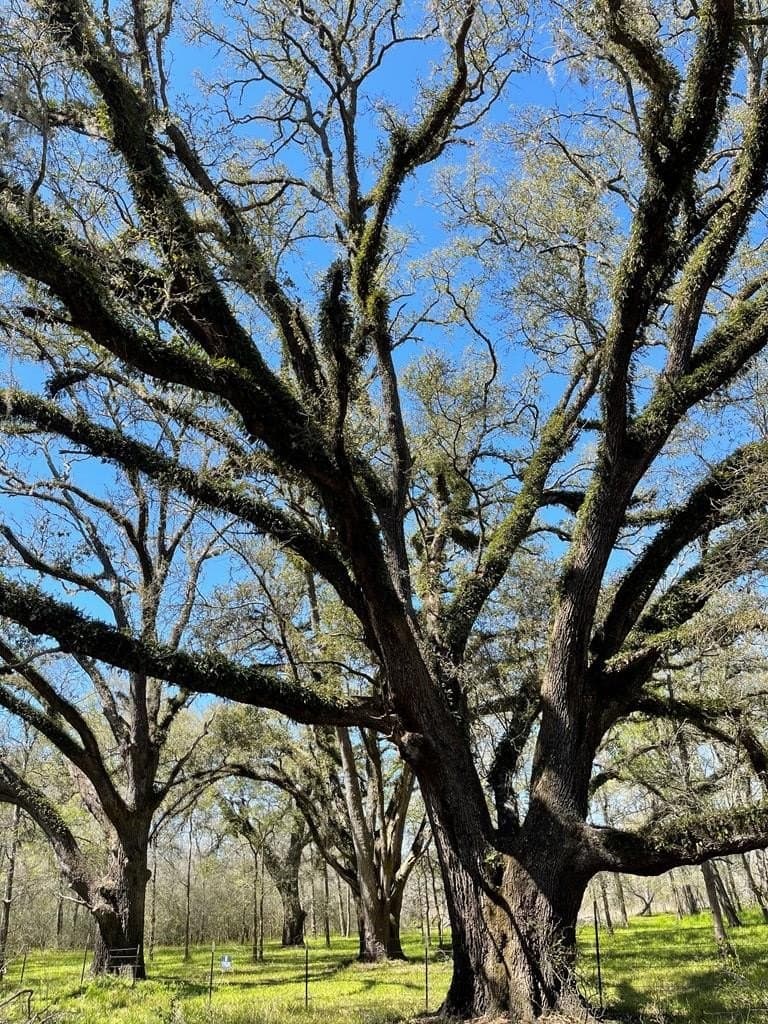100 acres in Angleton County - photo 13