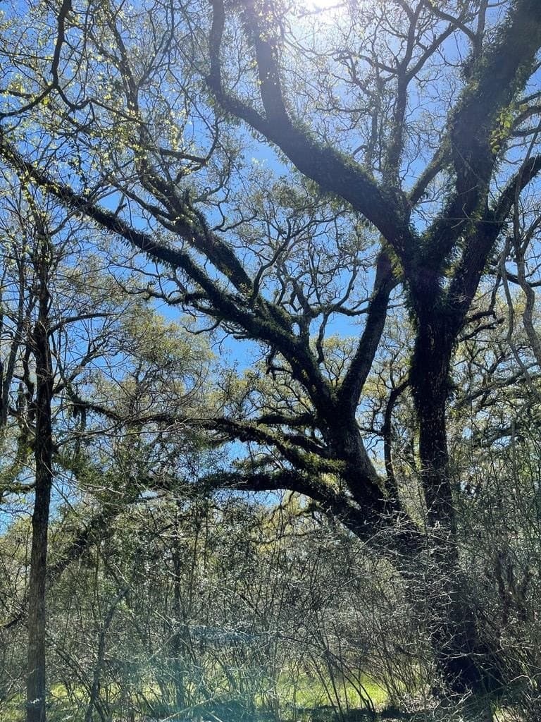 100 acres in Angleton County - photo 12