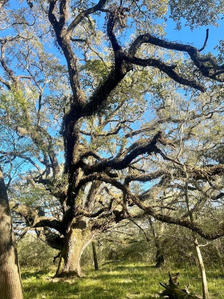 100 acres in Angleton County - photo 11