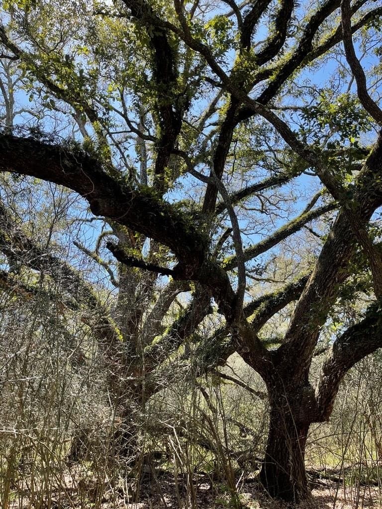 100 acres in Angleton County - photo 15