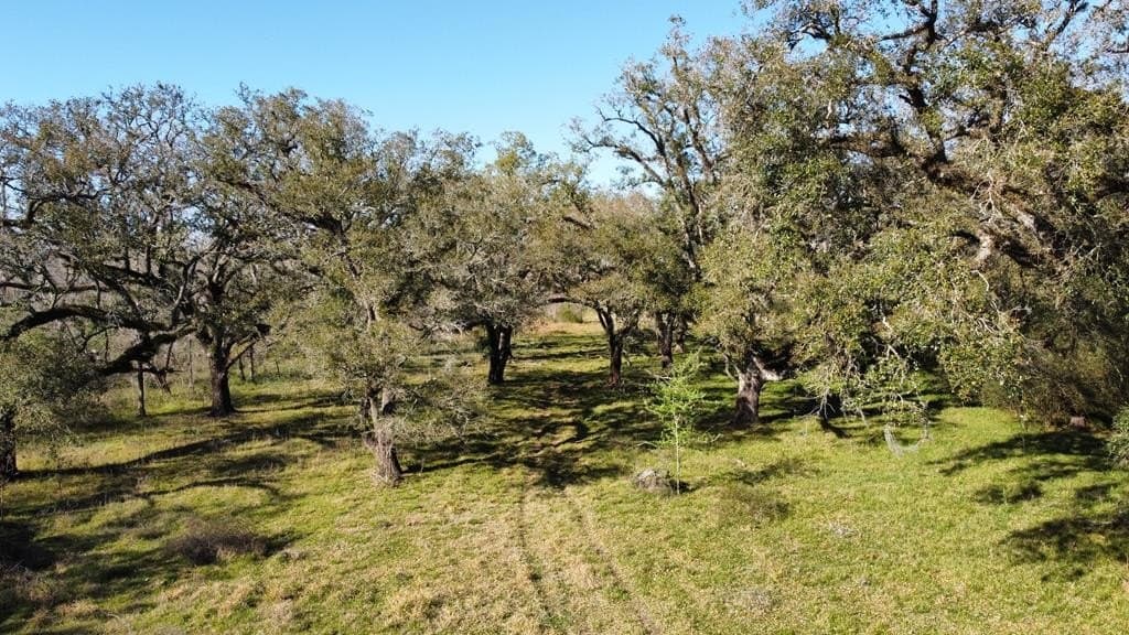 100 acres in Angleton County - photo 19