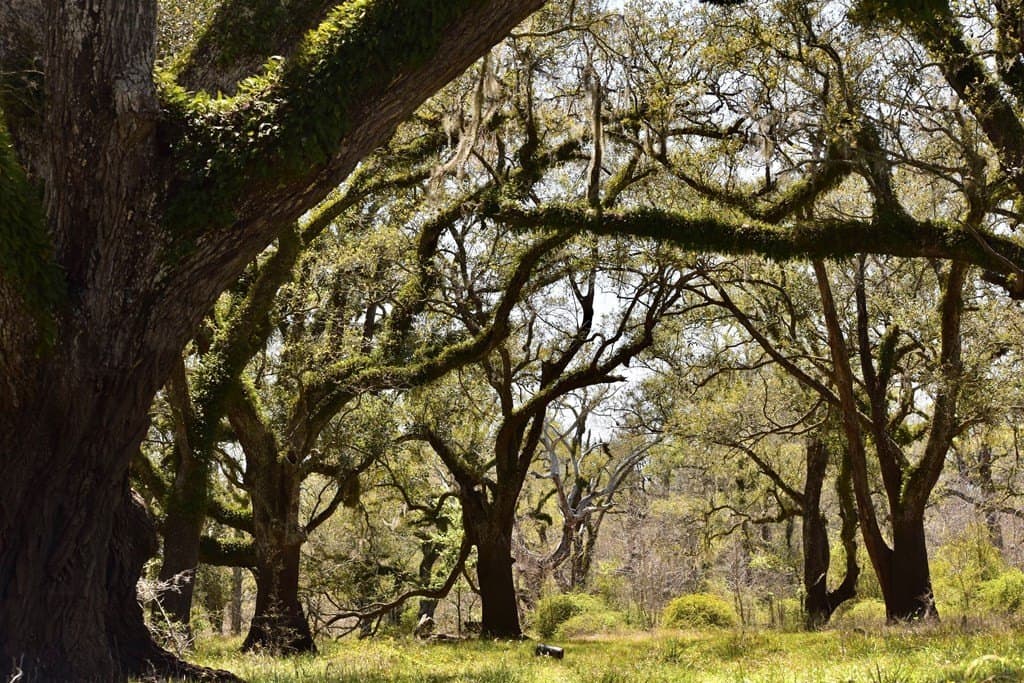 100 acres in Angleton County gallery image 3