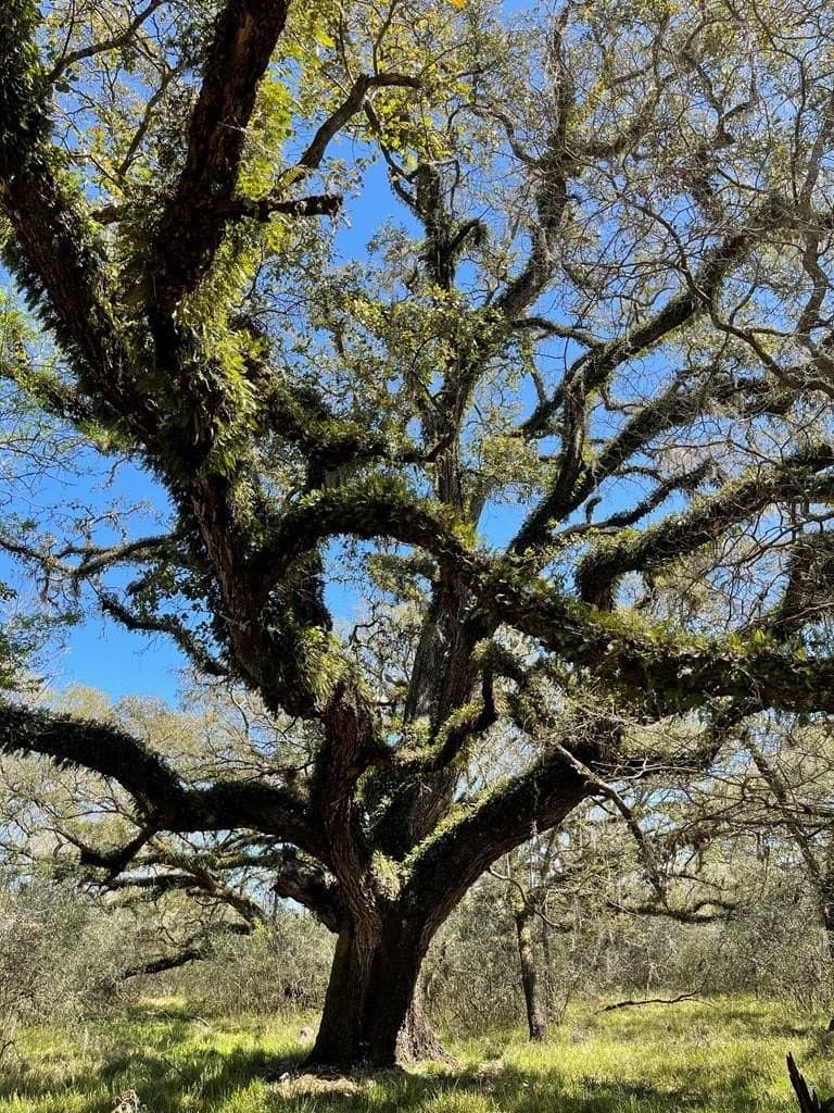 100 acres in Angleton County - photo 14