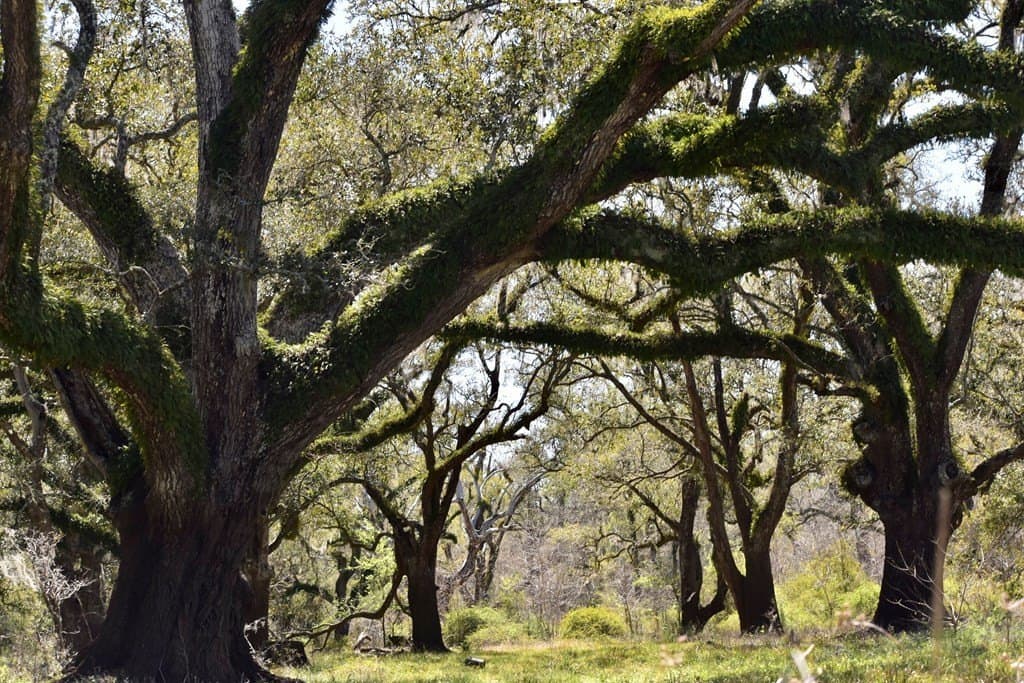 100 acres in Angleton County gallery image 4