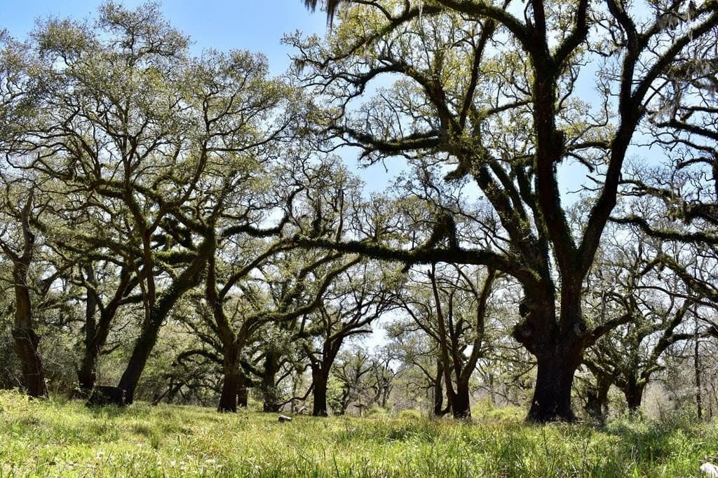 100 acres in Angleton County gallery image 2