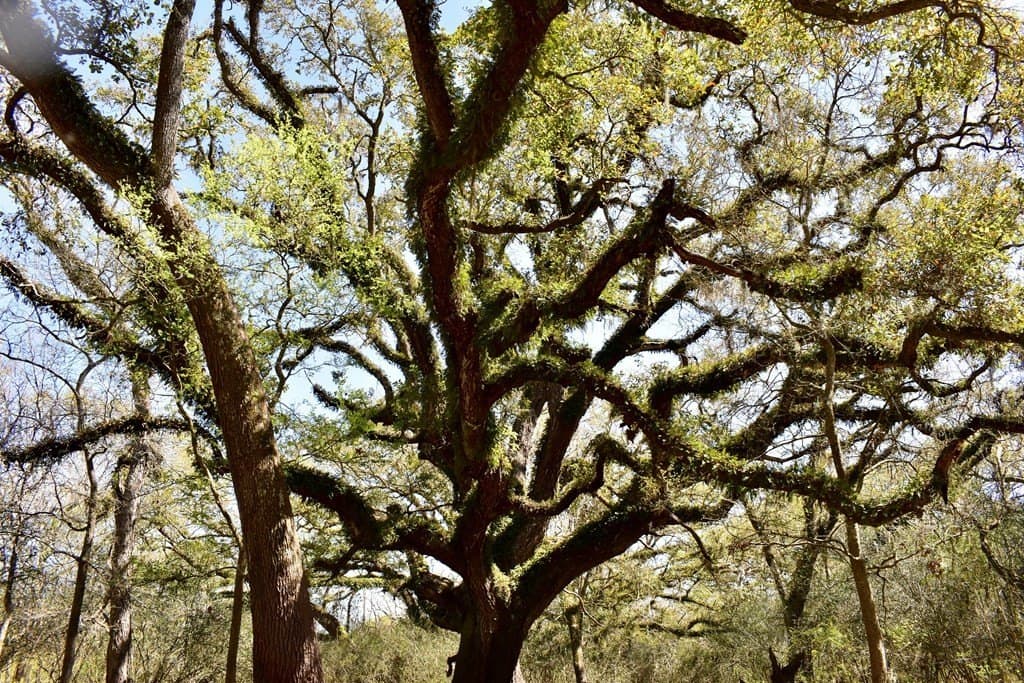 100 acres in Angleton County - photo 6